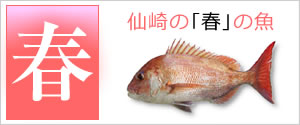 仙崎の春の魚